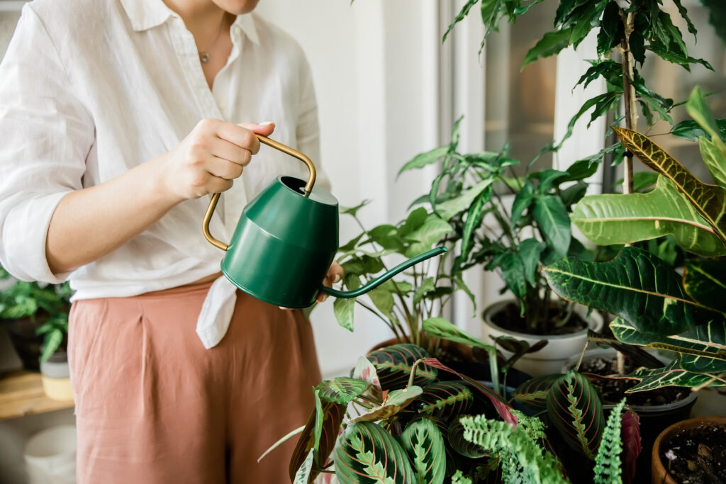 woman watering house plants